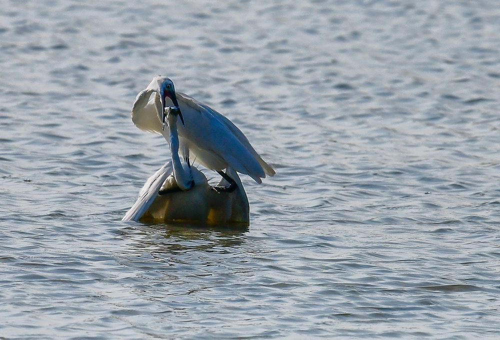 Photograph by PRADEEP SOMAN