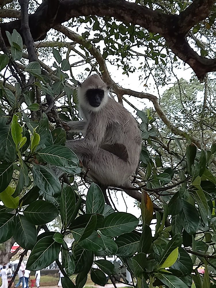 Photograph by Thilantha Abeysinghe