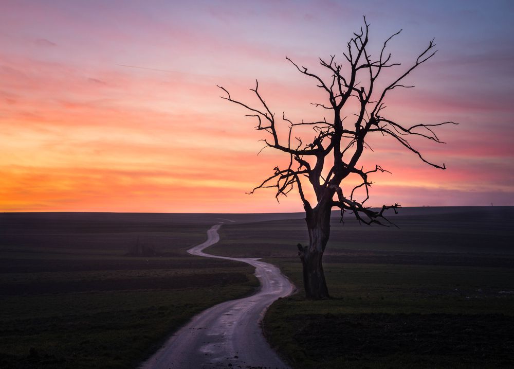 Old oak, Sułoszowa village, Kraków
