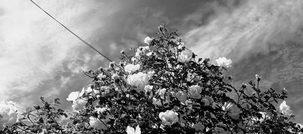 Photograph by Дарья Домбровская