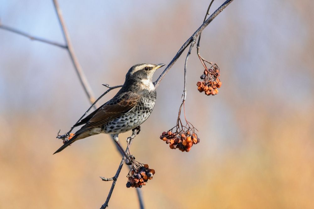 Photograph by Виктор Чернюк