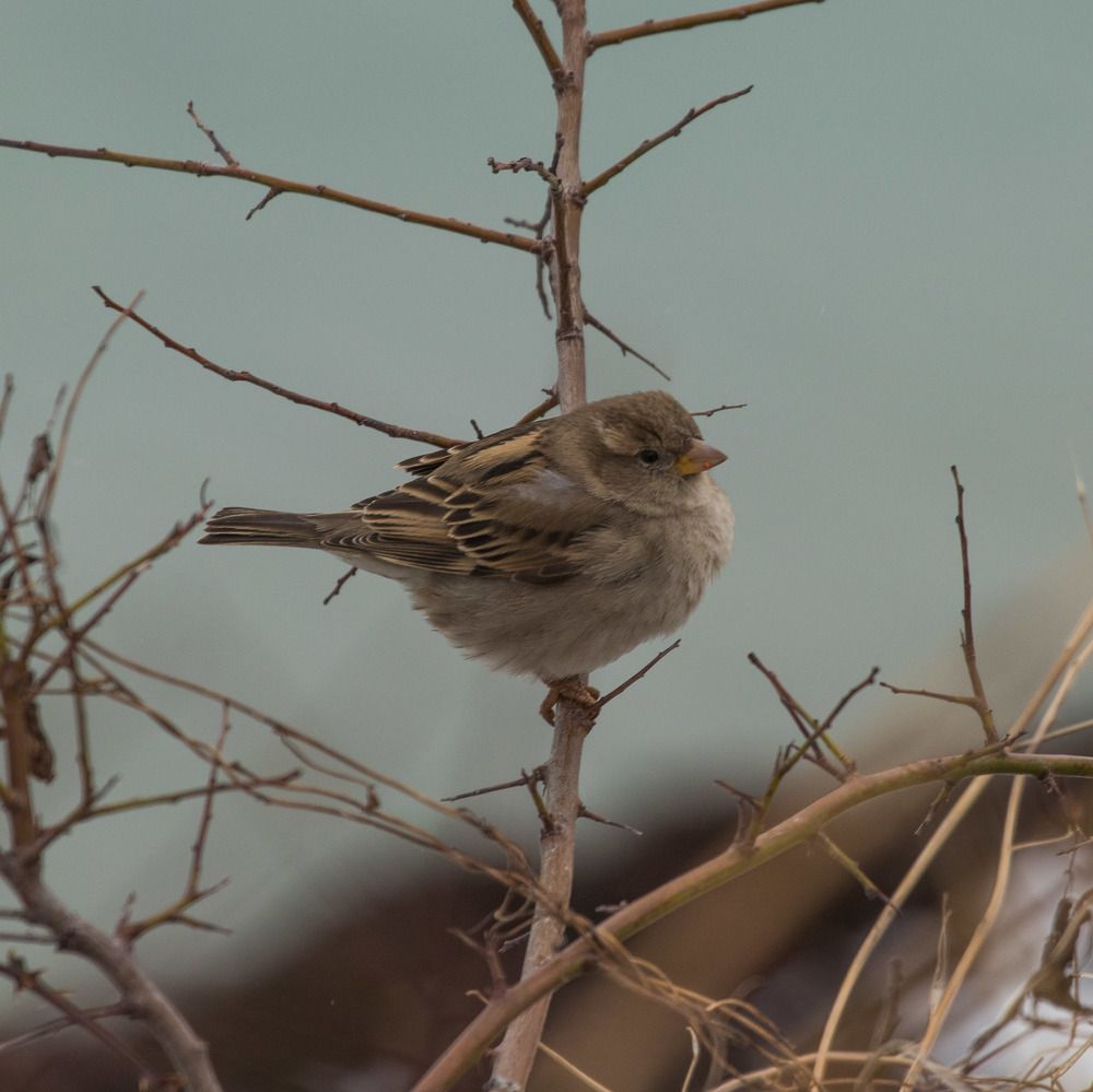 Photograph by Олег Башкуров