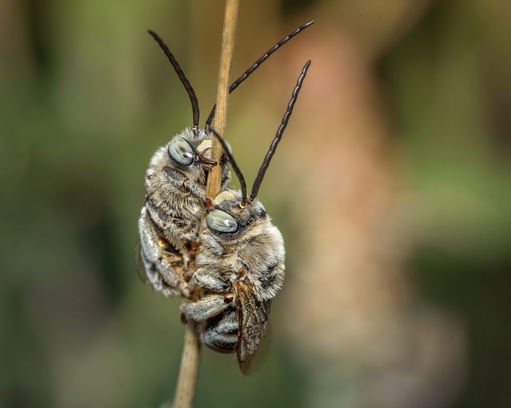 Сладкая парочка