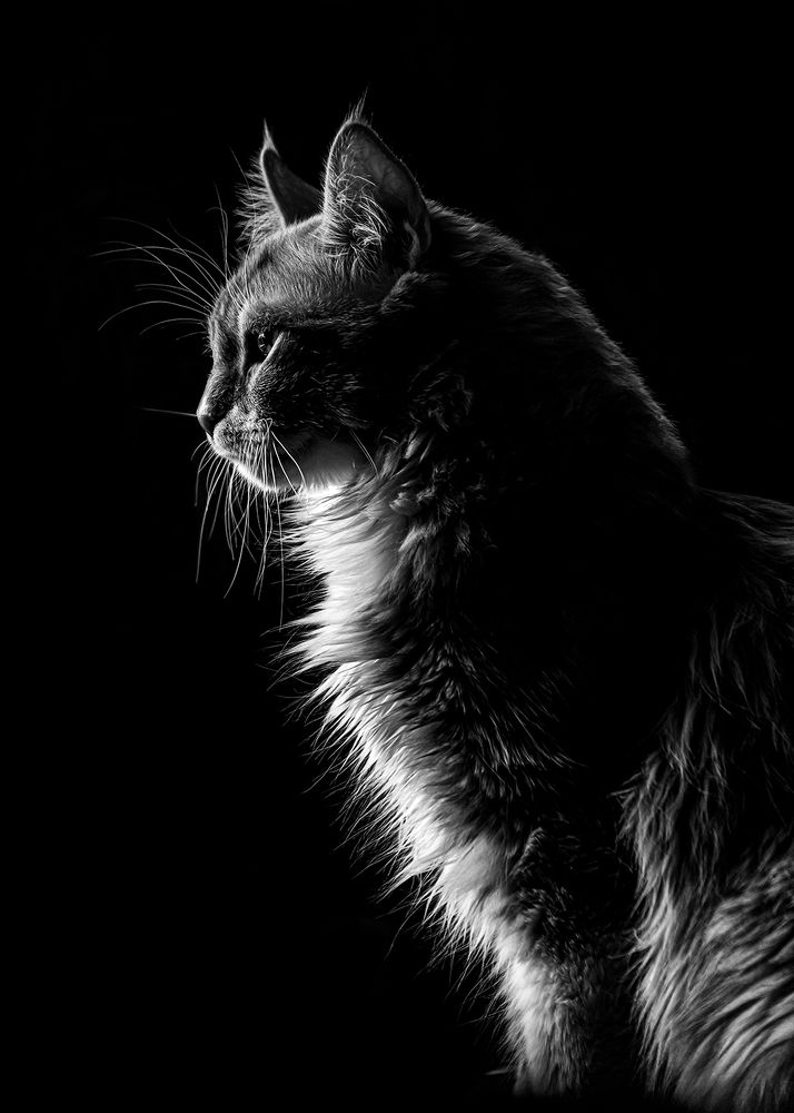 Photograph by Behnam Khoshbaten