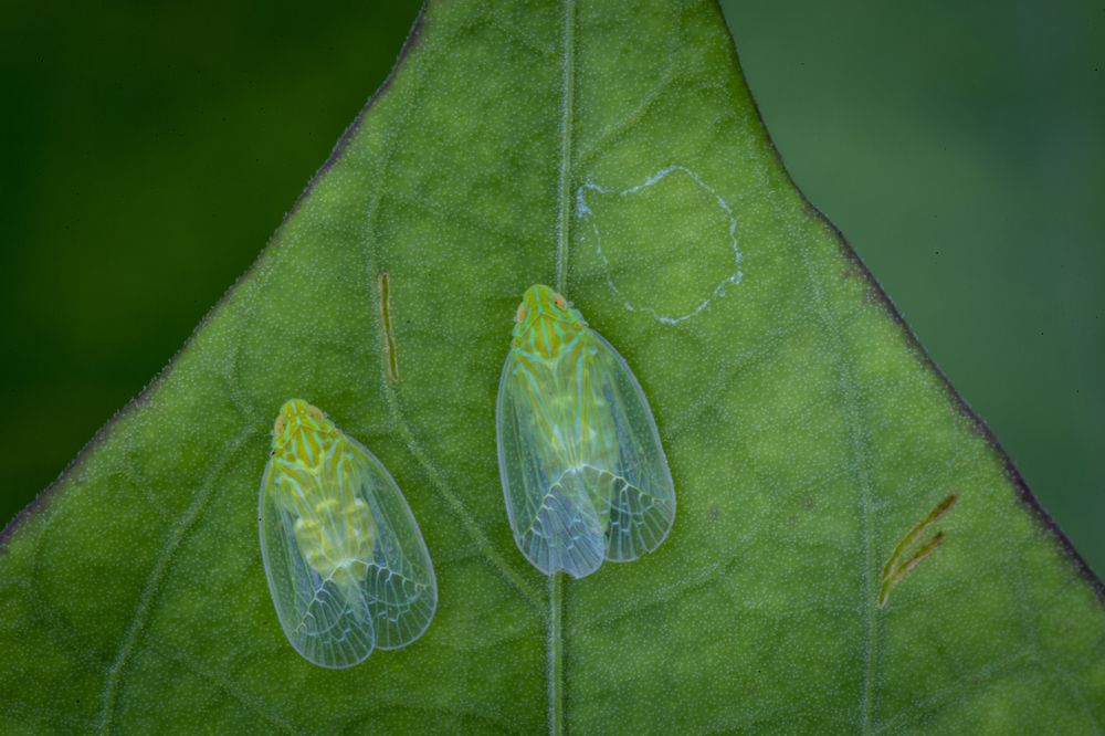 Photograph by TOH KAI HU