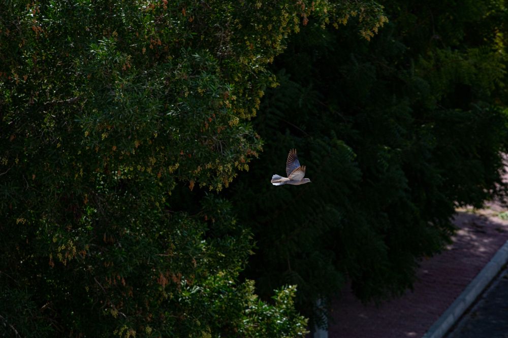 Фотография автора Adam Csapody