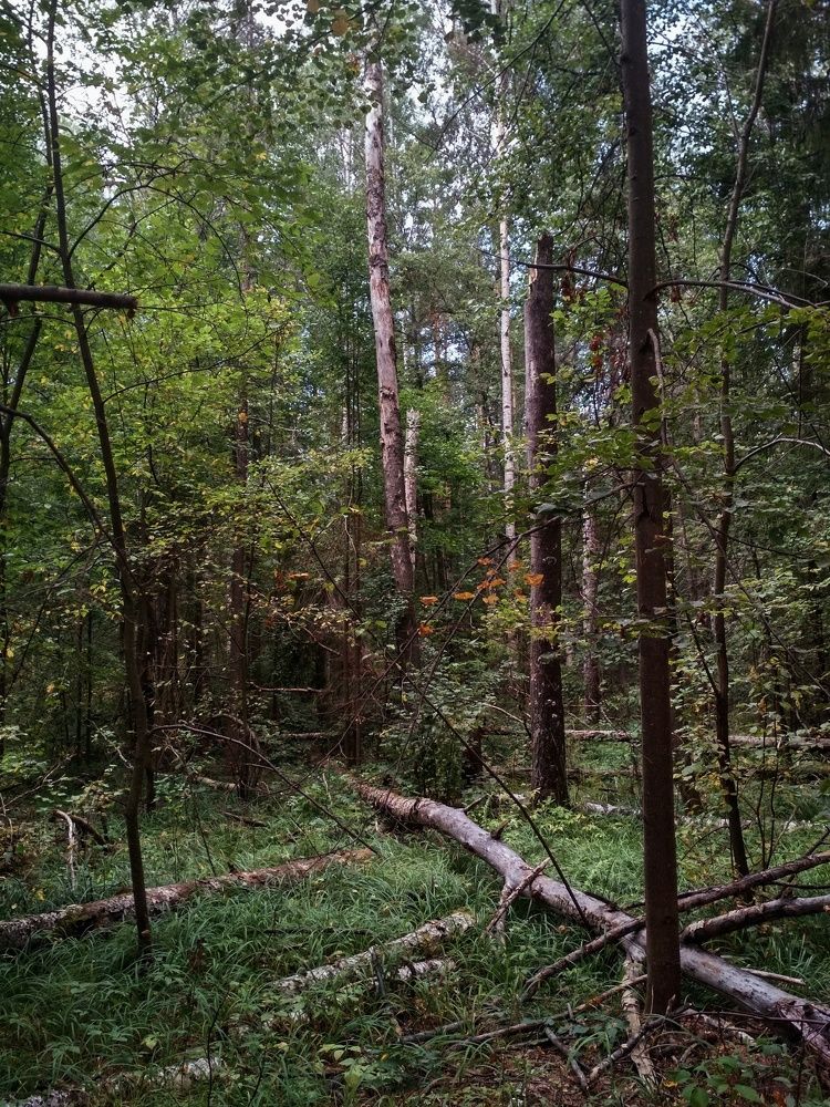 Photograph by Анна Копанева