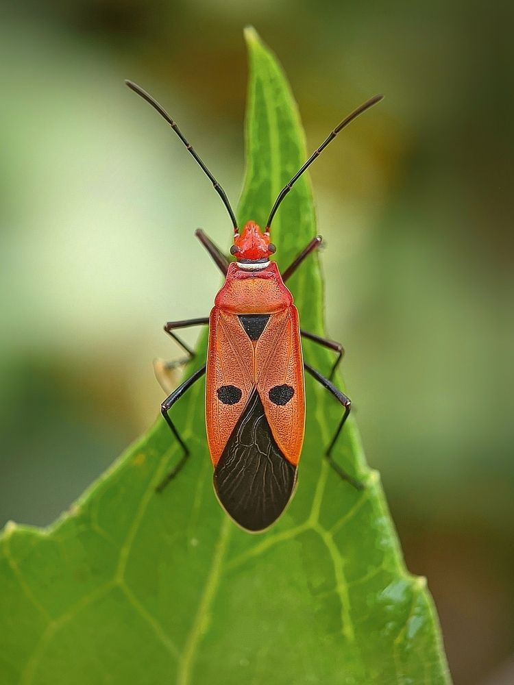 Photograph by Susmita Ghosh