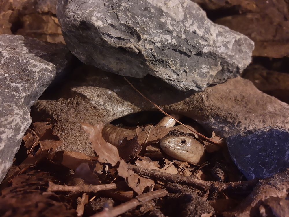 Photograph by Ivo Damen