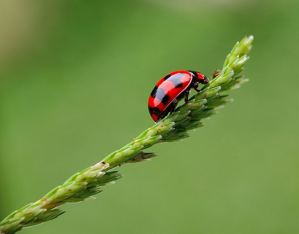 Photograph by Susmita Ghosh