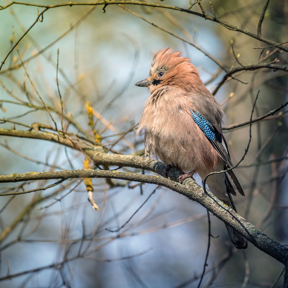 Попугай весеннего леса