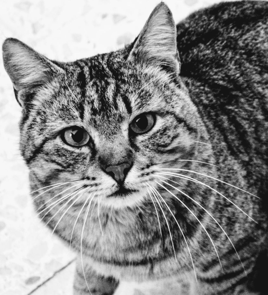 Photograph by Sakhria Mbarki