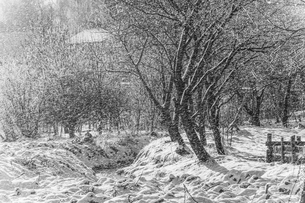 Photograph by Петро Бліщ