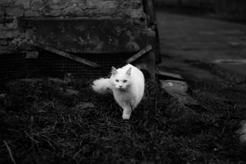 Photograph by Петро Бліщ