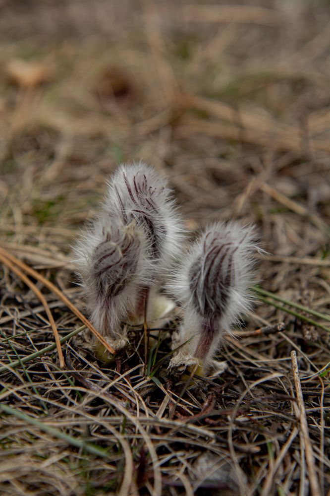Фотография автора Галина Башканкова