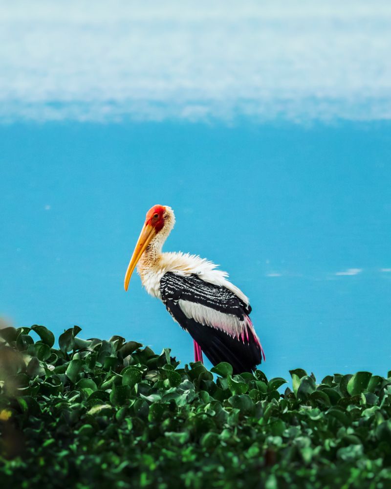 Photograph by Arindam Chowdhury