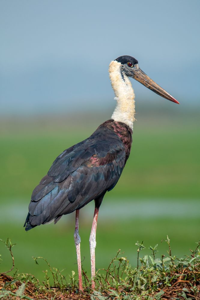 Photograph by Prasad Kn