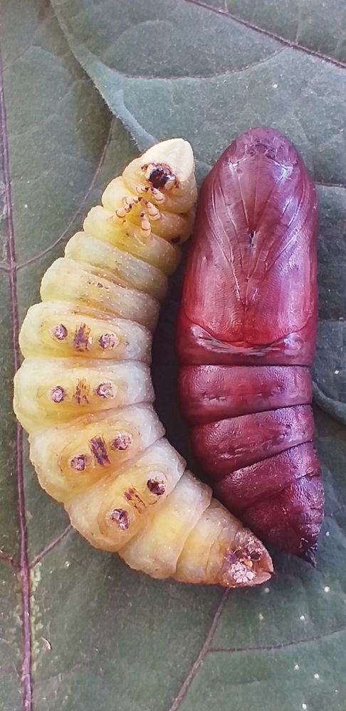 Личинки и куколки.