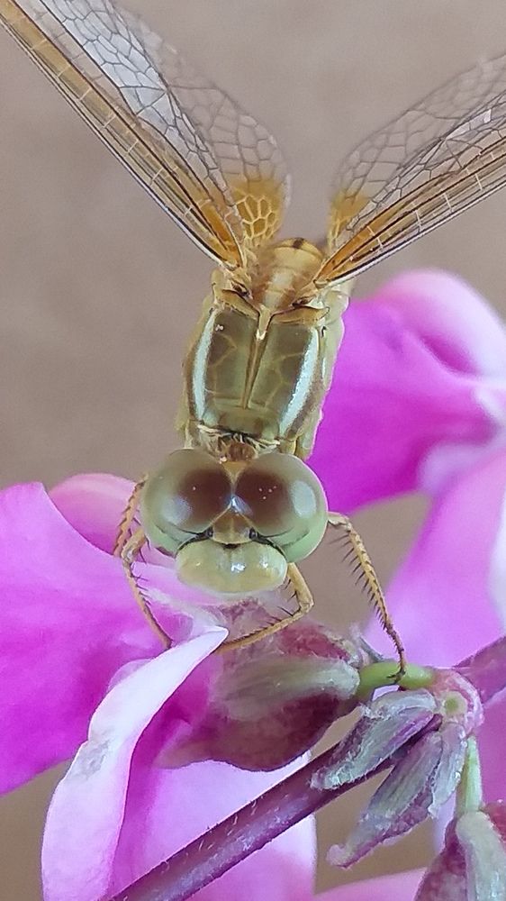 Photograph by Orzigul Babaniyozova