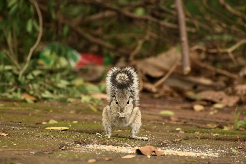 Photograph by Darshan Patil