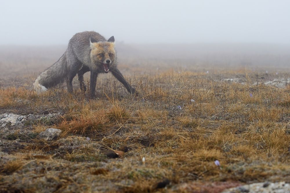 Фотография автора Петр Богомазов