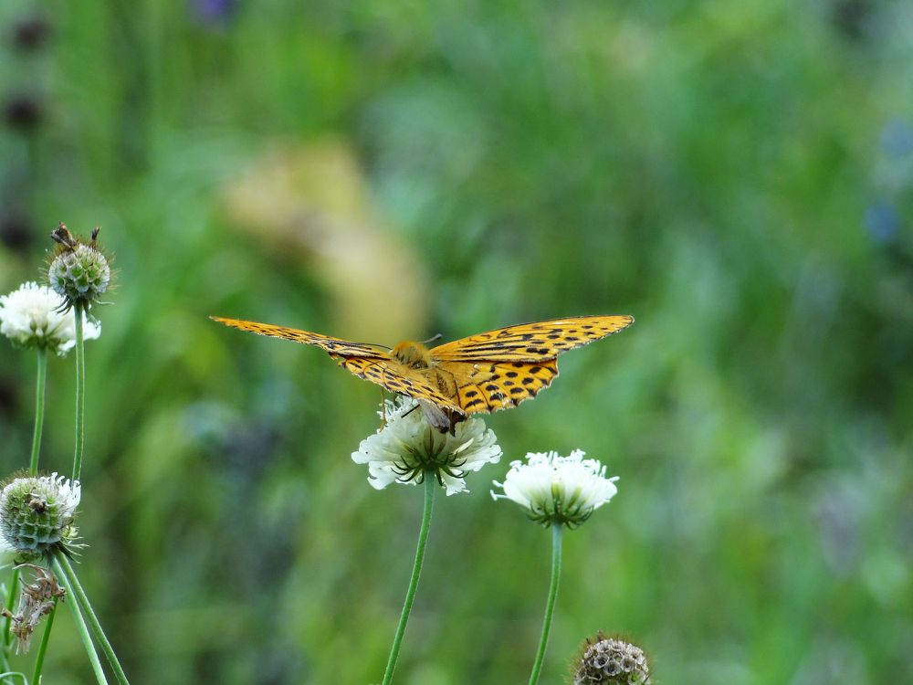 Photograph by Роман