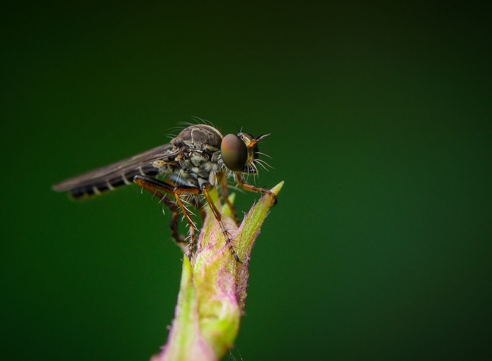 Photograph by Shakti brata Bhattacharjee