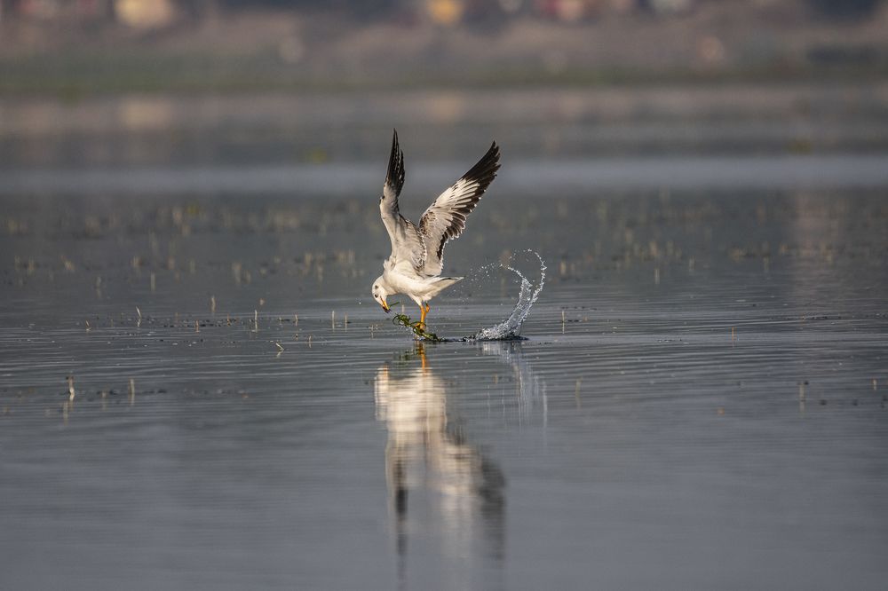 Photograph by Amitava