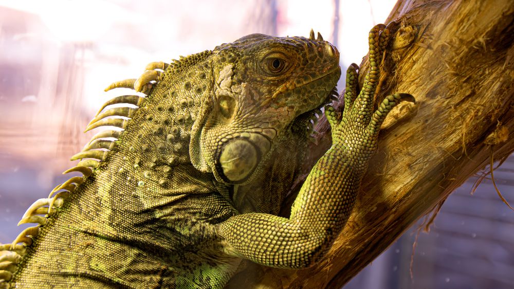 Photograph by Юрий Карпенко