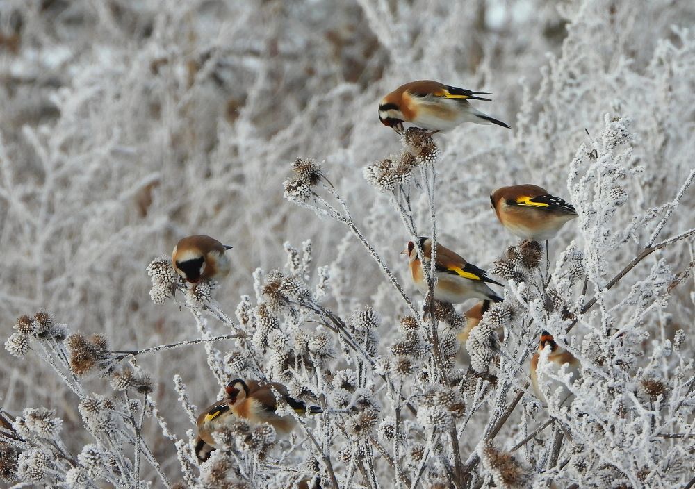 Птицы зимы. Winter birds.
