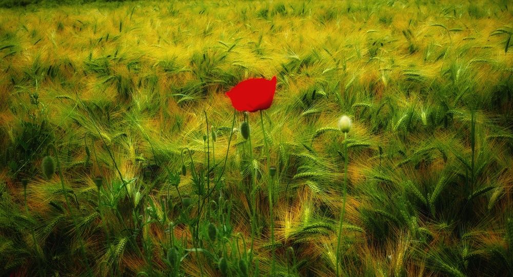 Фотография автора Kiss Gabor