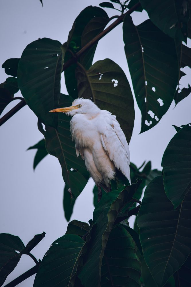 Photograph by Ashiq P F Mohammed