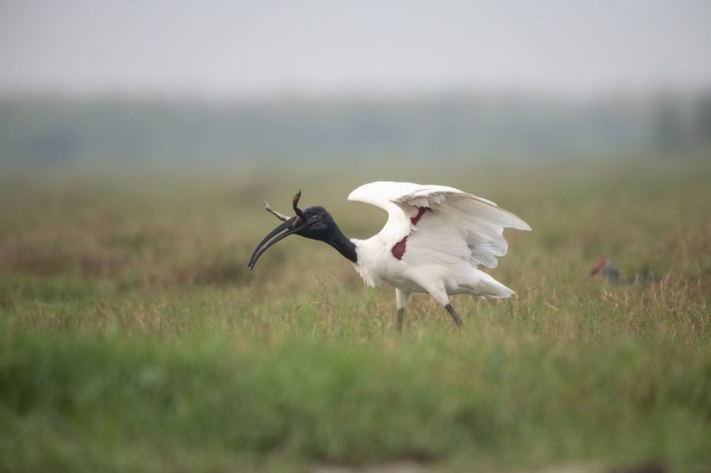 Photograph by Sambit Kumar Mishra