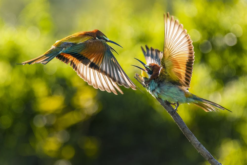 Photograph by Sara Jazbar