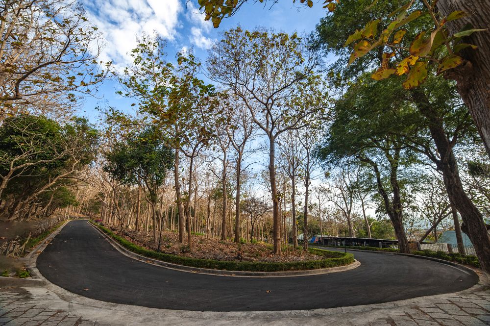 Đường cong hàng cây Giá Tỵ