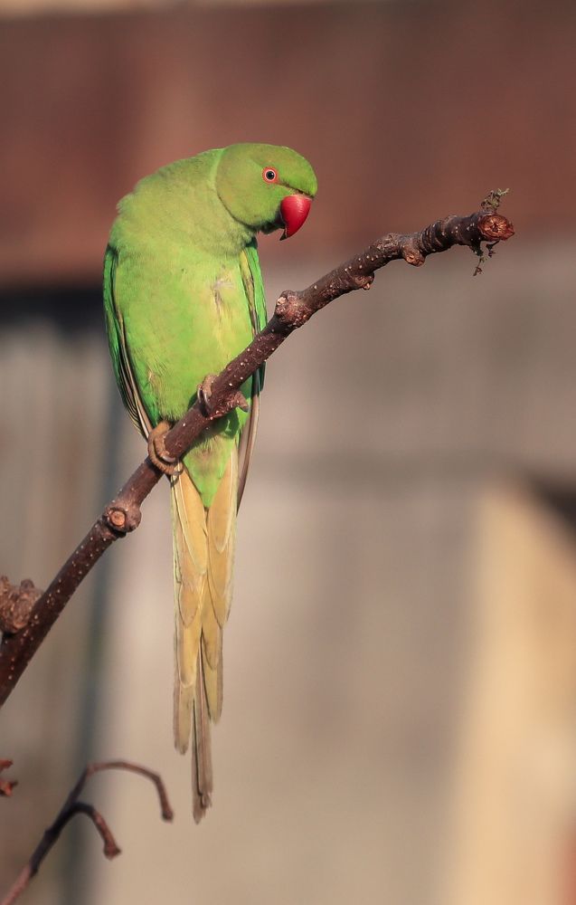 Rose-ringed Parakeet