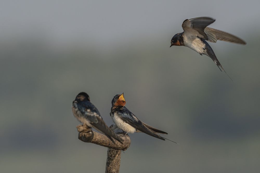 Photograph by Amitava