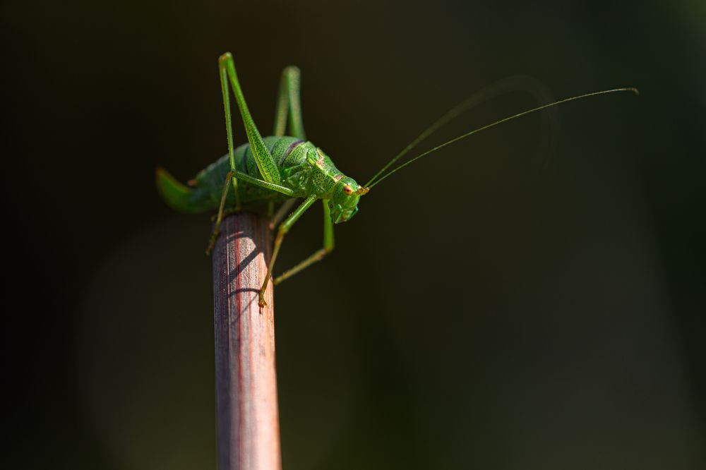 Photograph by Anja Jansen