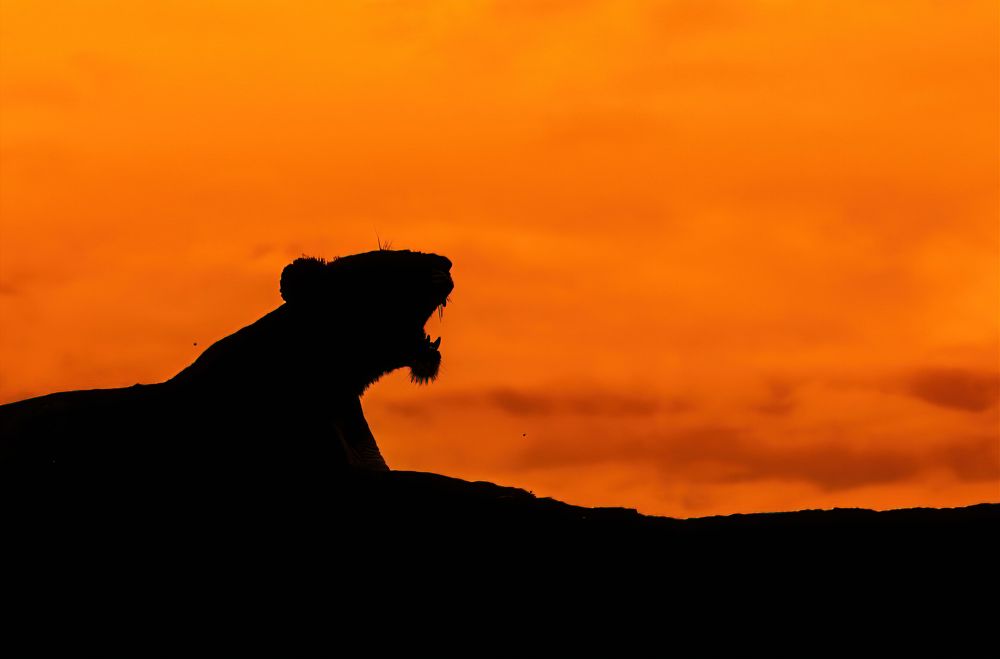 Фотография автора Rajharsha Narayanswamy