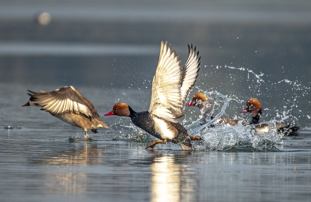 The Pochards Takeoff