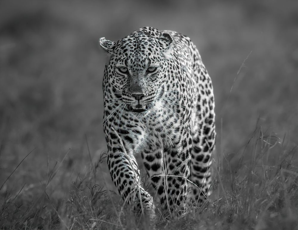 Фотография автора Rajharsha Narayanswamy