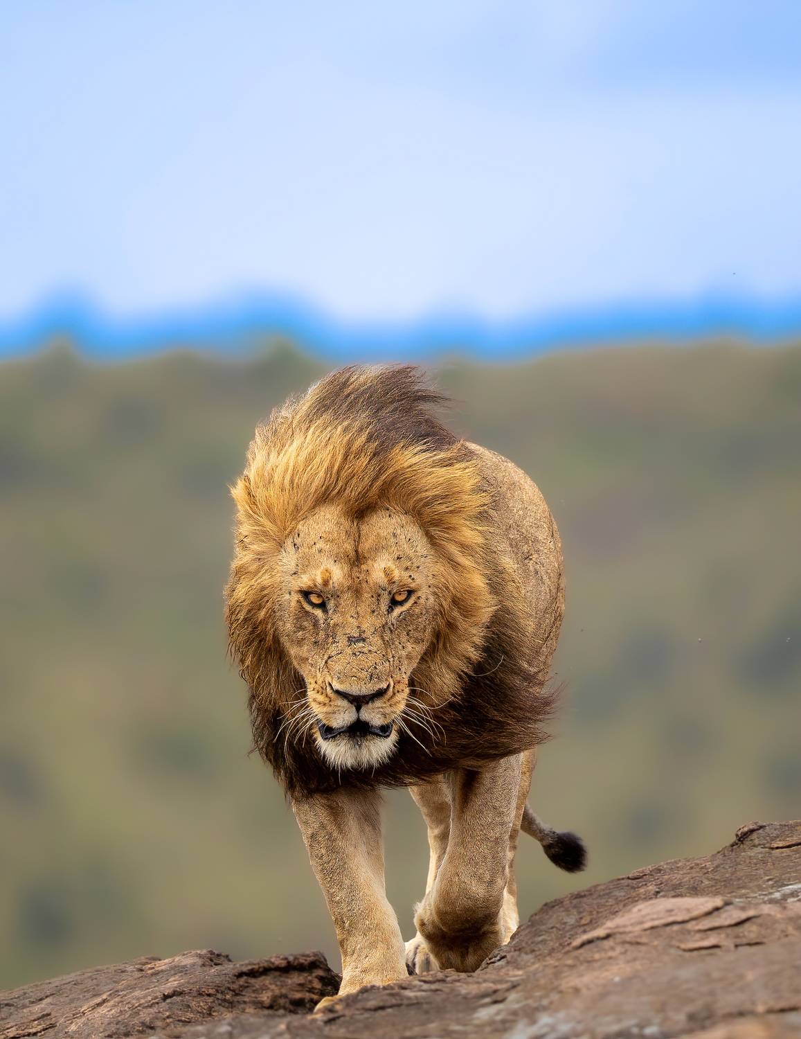 His Majesty on Christmas Day!!