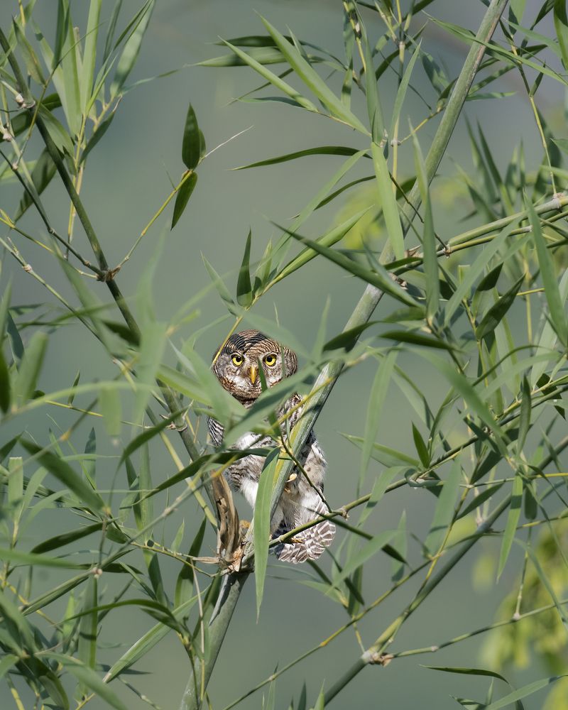 Photograph by Karthikeyan P