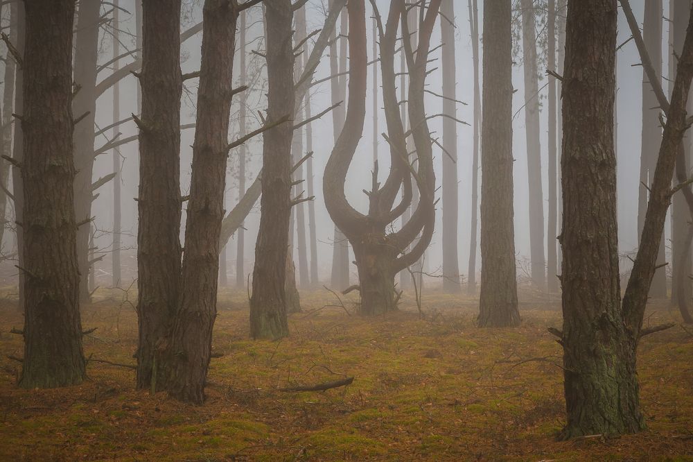 Чужой среди своих