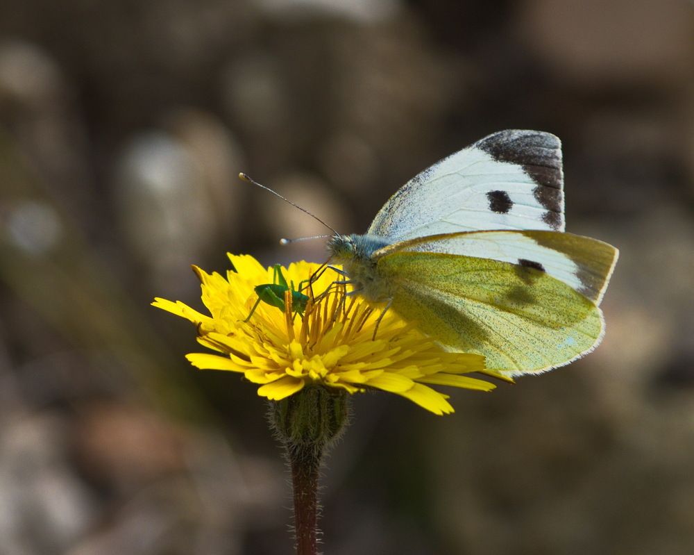 Photograph by Борис Ганцелевич
