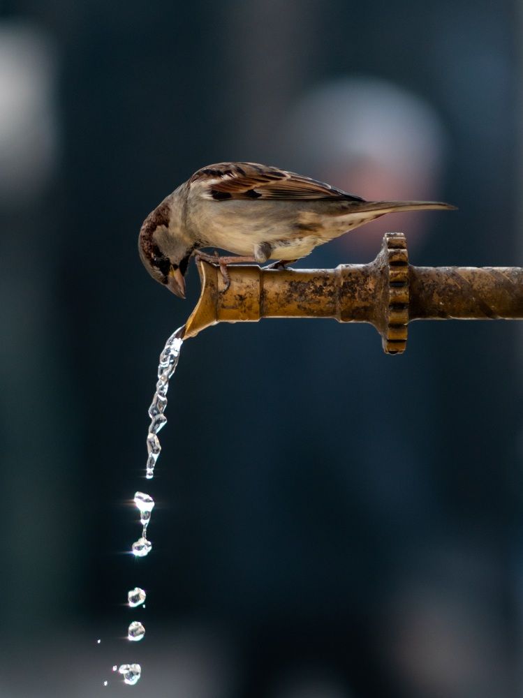 Photograph by Jasmin Džebo