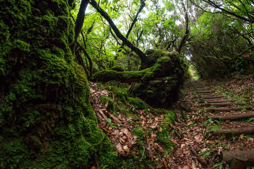 Сказочный лес.
