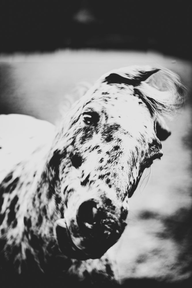 Photograph by Giacomo Giannelli