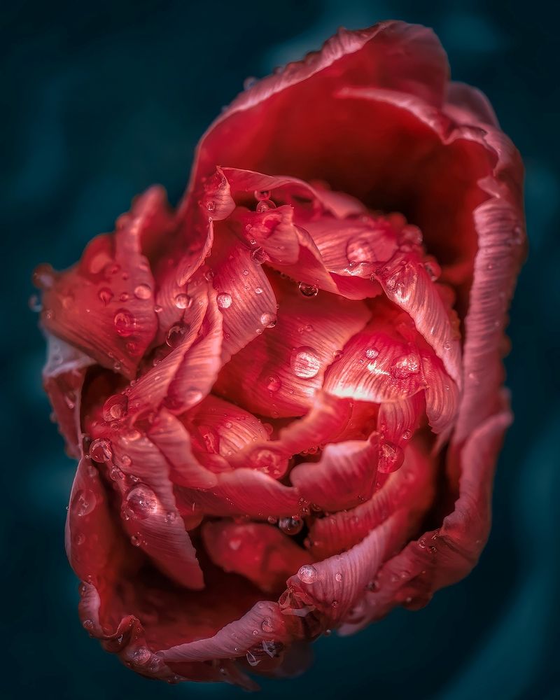 Photograph by Алексей