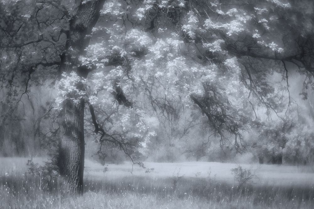 Тот самый свет перед грозой.